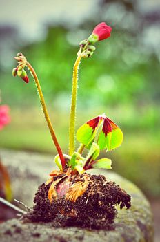 Bloembol die ontwaakt