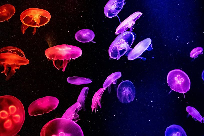 Sous la mer par Hello Pompoyo