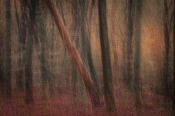 Das Geheimnis des Speulderwaldes von Gonda Versteeg