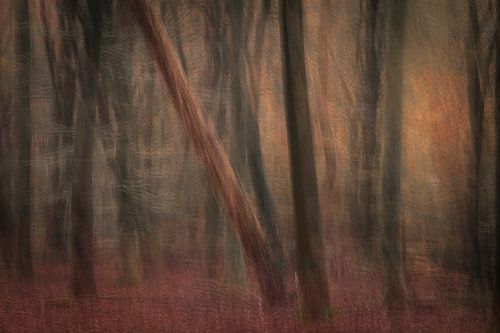 Mystery of the Speulder Forest