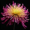 Portrait d'une fleur de chrysanthème sur Vlindertuin-Art
