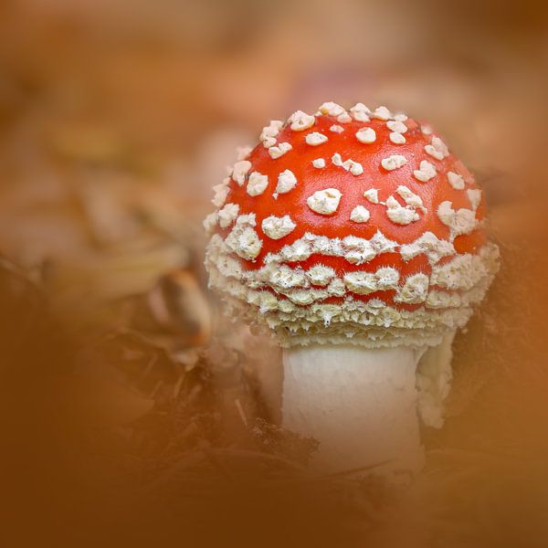 Herfst = Rood met witte stippen. van Karen de Boer