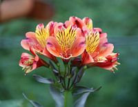 Blühende Alstroemeria