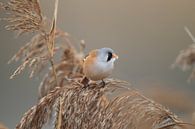 Bearded Tit (Panurus biarmicus) Baden-Württemberg by Frank Fichtmüller thumbnail