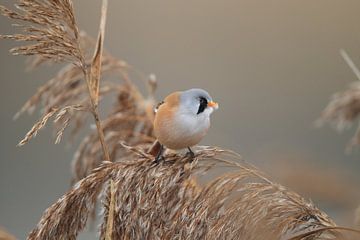 Bearded Tit (Panurus biarmicus) Baden-Württemberg by Frank Fichtmüller