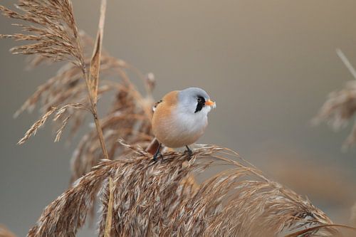 Baardman (Panurus biarmicus) Baden-Württemberg