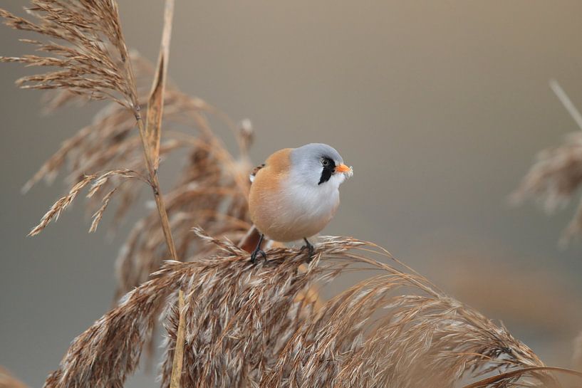 Bearded Tit (Panurus biarmicus) Baden-Württemberg by Frank Fichtmüller