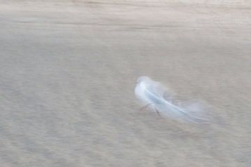 Mouette sur la plage de la mer du Nord
