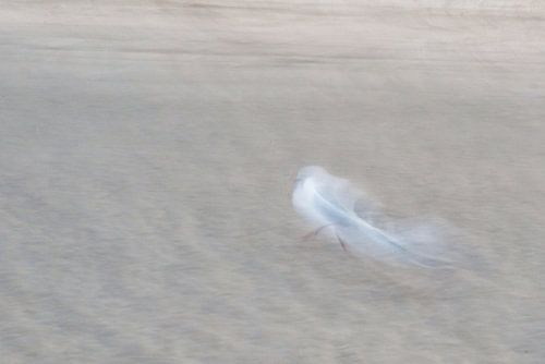 Seagull on the North Sea beach by Erik Reijnders