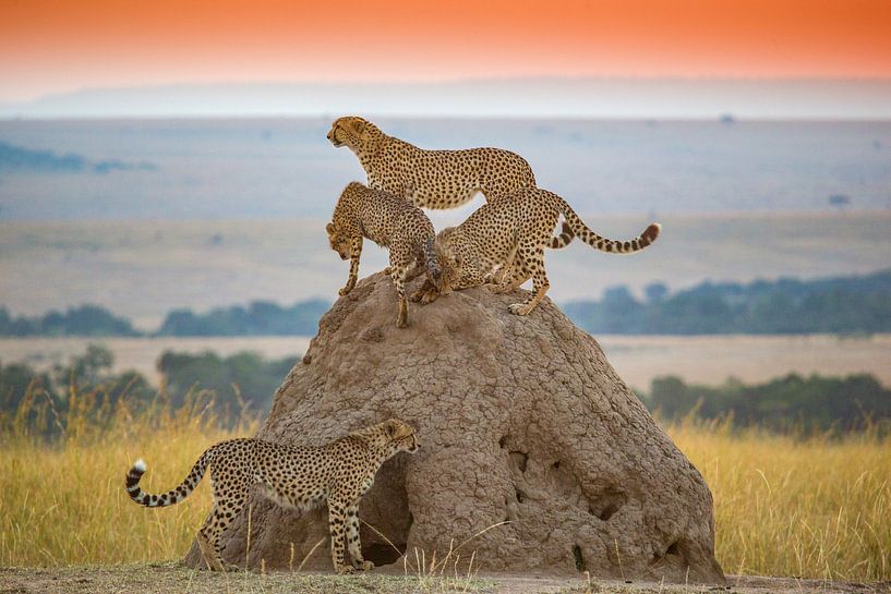 Cheetahs on termite mound by Peter Michel