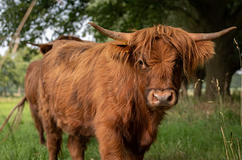 Beef 1