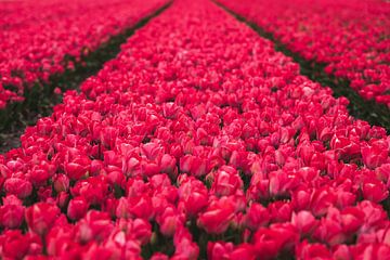 Veld vol rode bloeiende tulpen, in drie rijen, in Nederland van Simone Janssen