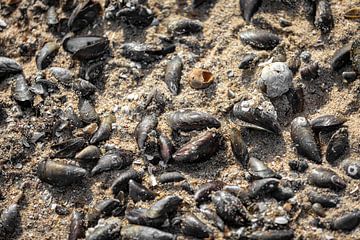 Mosselen en schelpen in het zand van Percy's fotografie
