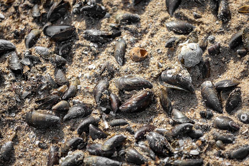 Mussels and shells in the sand by Percy's fotografie
