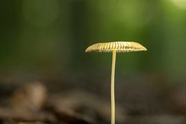 Champignon dans la forêt avec un fond doux sur Robin Verhoef