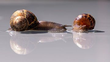 a chance encounter between two snails, is love in their houses? by Hans de Waay