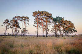 Kalmthouter Heide – Waldkiefern im Herbstlicht von Daan Duvillier | Stimmungsvolle Stadt- und Landschaftsfotos