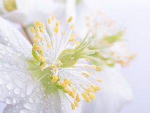 Pastel: witte bloemen (Helleborus) met druppeltjes van Marjolijn van den Berg