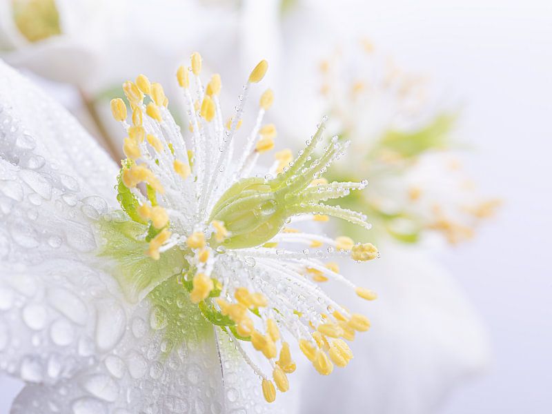 Pastel: white flowers (Helleborus) with droplets by Marjolijn van den Berg