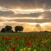 Poppy's and sunset van Nicolette Eekhof
