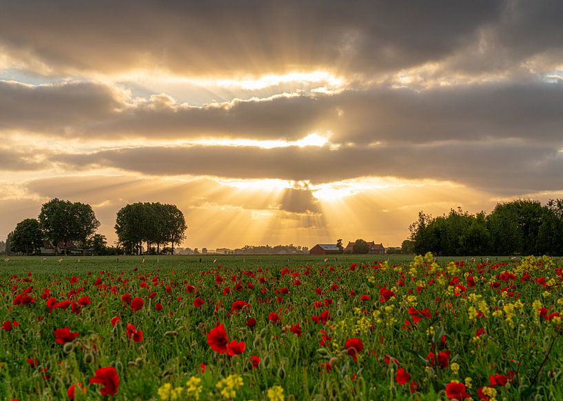 Poppy&#039;s et coucher de soleil par Nicolette Eekhof