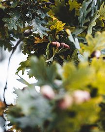 Eicheln im Baum von Pim Haring