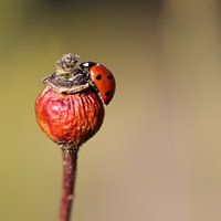 Ladybug at the top