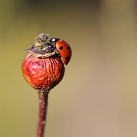 Ladybug at the top by Nout Ketelaar