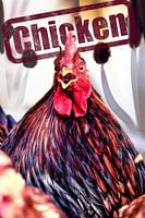 He is so much fun! He is a real rooster