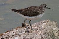 Bittern (Flussuferlaufer)