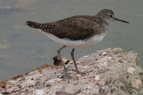 Witgat (Flussuferlaufer)