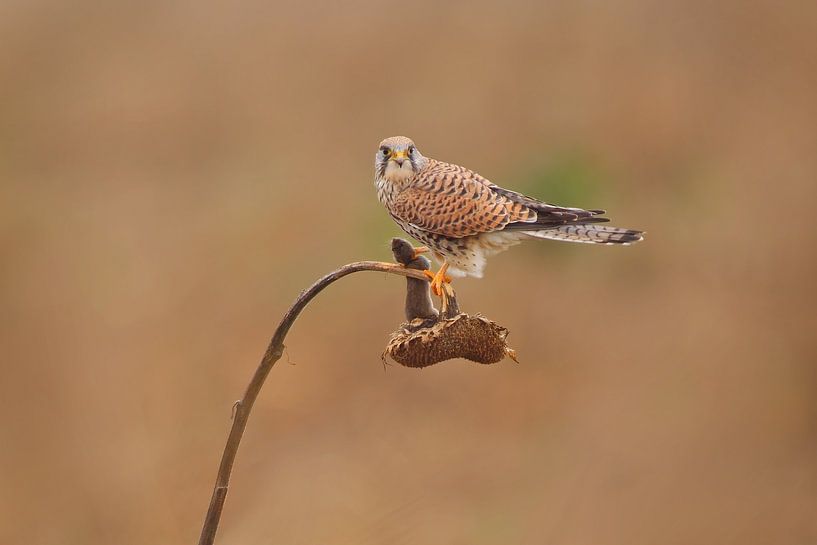 ein weiblicher Turm Falke (Falco tinnunculus) sitzt auf einer Sonnenblume von Mario Plechaty Photography