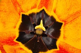 Tulip by Bo Valentino