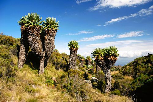 Kilimanjaro landscape
