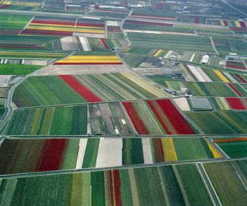 Aerial view of a flower bulb field in the Netherlands by Frans Rombout