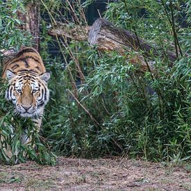Siberian tiger by Rob Legius