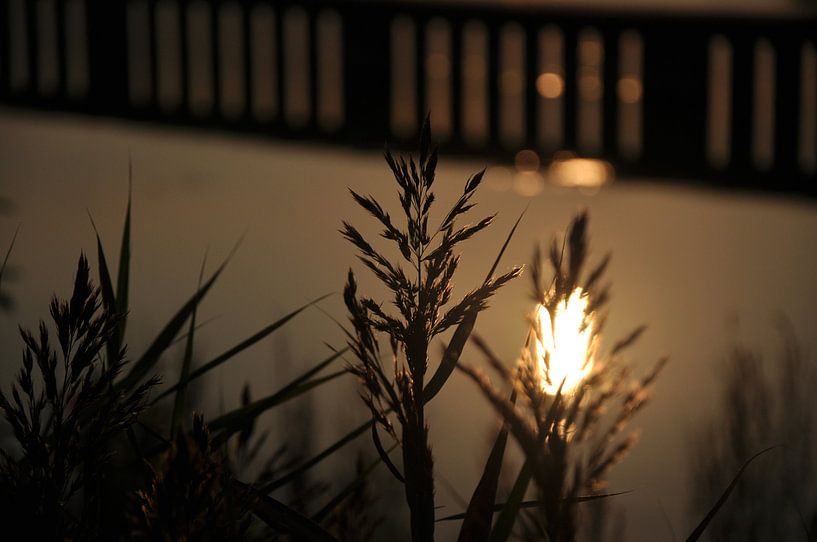 Reflections by Ruud Ravensbergen
