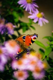 Peacock 2 by Nienke Boon