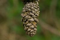 Rusty pine