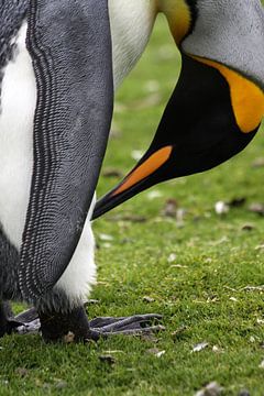 King penguin by Antwan Janssen