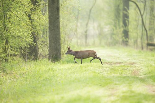 Reebok in vroege ochtend aan een bospad