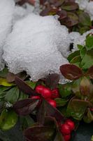 Gaultheria onder de sneeuw