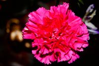 Nelke des Zuckerrohrs rosa