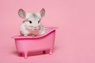 Cute white chinchilla in a pink bath in a pink background by Elles Rijsdijk thumbnail