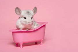 Niedliche weiße Chinchilla in einem rosa Bad in einem rosa Hintergrund von Elles Rijsdijk