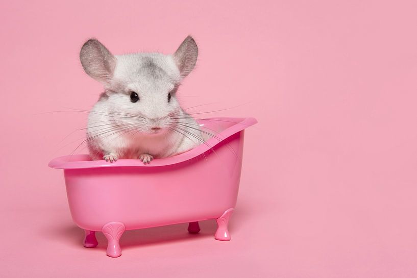 Cute white chinchilla in a pink bath in a pink background by Elles Rijsdijk