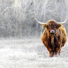 Hooglander van ton vogels