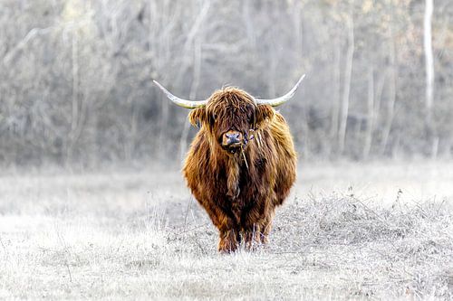 Highlander von ton vogels