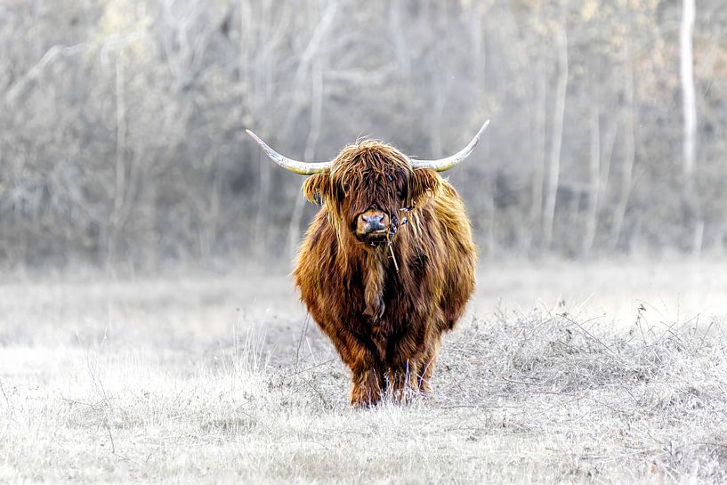Hooglander van ton vogels