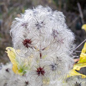 Herbstblüte